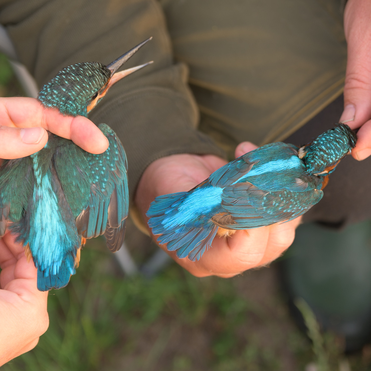 Common kingsfisher